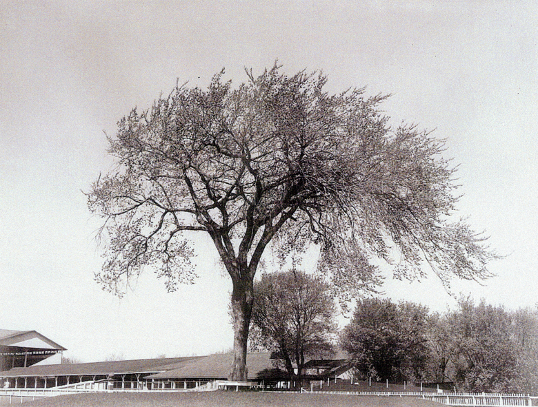 The famed Whitter Park elm in 1935. Still standing today.