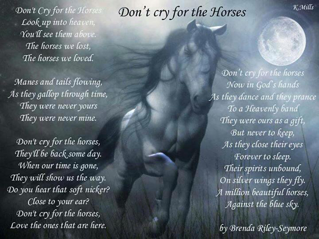Don't Cry for the Horses